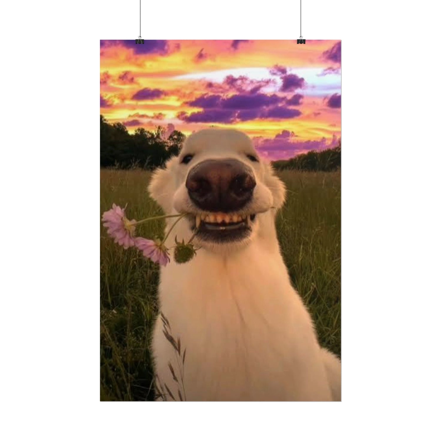 Memes + Cute Animal Poster